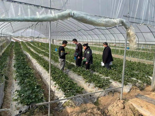 景谷多措并舉，合力保障春節(jié)期間農(nóng)產(chǎn)品質(zhì)量安全