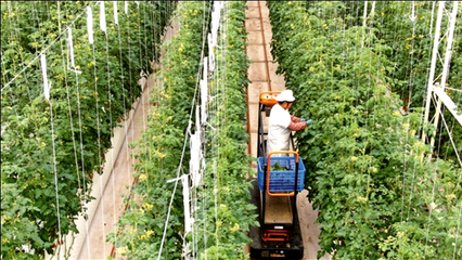 江蘇南通 龍驤虎步，家庭農(nóng)場踏春來